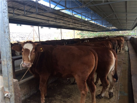 丝瓜视频在线看污