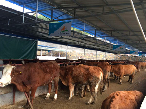 丝瓜视频在线看污