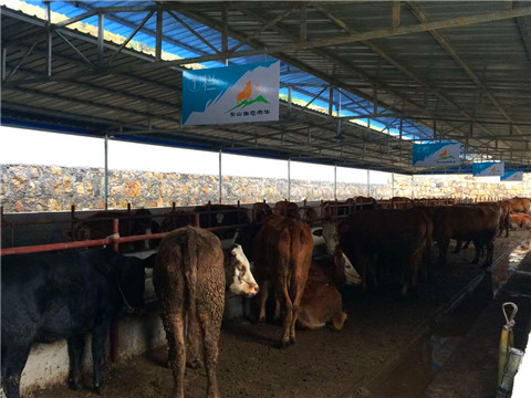 丝瓜视频在线看污